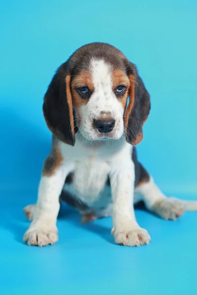 Mes Pura Raza Beagle Cachorro Pantalla Verde —  Fotos de Stock