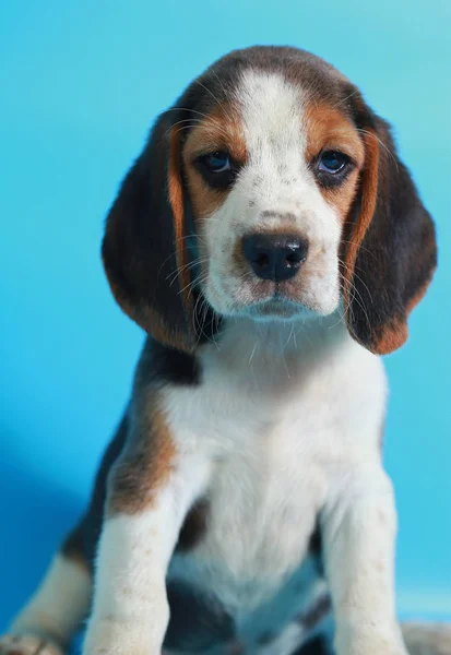 Miesiąc Czystej Rasy Beagle Szczeniak Zielony Ekran — Zdjęcie stockowe