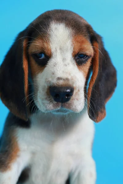 Mois Pure Race Beagle Chiot Sur Écran Vert — Photo