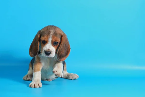 Mês Puro Raça Beagle Filhote Cachorro Tela Verde — Fotografia de Stock