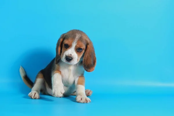 Mes Pura Raza Beagle Cachorro Pantalla Verde —  Fotos de Stock
