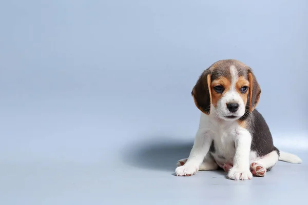 Saf Irk Beagle Köpek Yavrusu Gri Ekran Telifsiz Stok Fotoğraflar