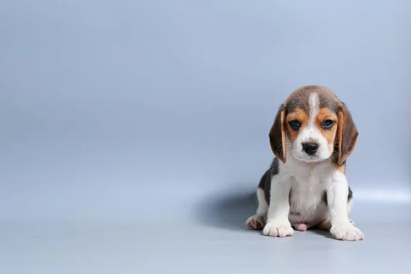 Saf Irk Beagle Köpek Yavrusu Gri Ekran Telifsiz Stok Fotoğraflar