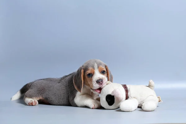 Saf Irk Beagle Köpek Yavrusu Gri Ekran Telifsiz Stok Imajlar