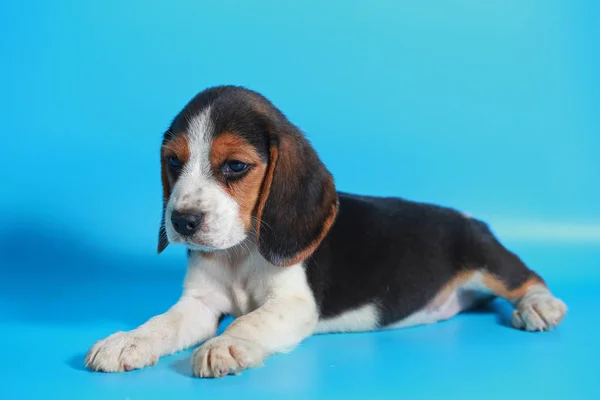 Saf Irk Beagle Köpek Yavrusu Işık Mavi Ekran Stok Resim