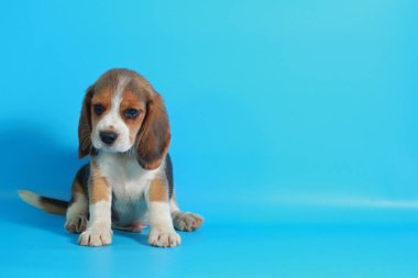 1 ay saf ırk beagle köpek yavrusu yeşil ekran