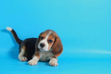 1 ay saf ırk beagle köpek yavrusu yeşil ekran
