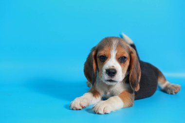 1 ay saf ırk beagle köpek yavrusu yeşil ekran