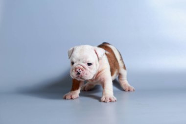 2 ay safkan İngiliz Bulldog köpek yavrusu gri ekran üzerinde
