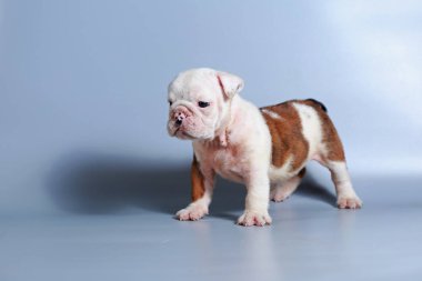 2 ay safkan İngiliz Bulldog köpek yavrusu gri ekran üzerinde