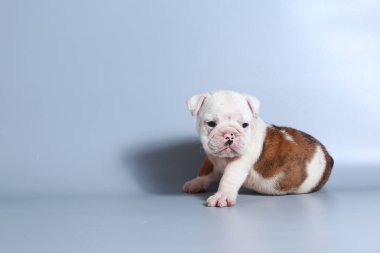 2 ay safkan İngiliz Bulldog köpek yavrusu gri ekran üzerinde
