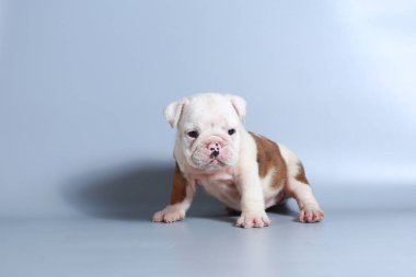 2 ay safkan İngiliz Bulldog köpek yavrusu gri ekran üzerinde
