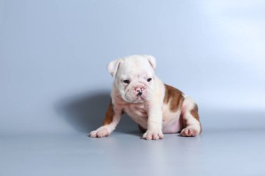 2 ay safkan İngiliz Bulldog köpek yavrusu gri ekran üzerinde