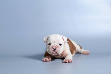 2 ay safkan İngiliz Bulldog köpek yavrusu gri ekran üzerinde