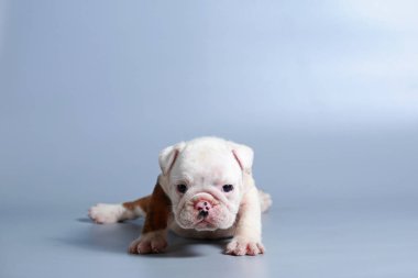 2 ay safkan İngiliz Bulldog köpek yavrusu gri ekran üzerinde