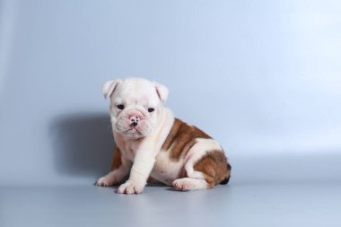 2 ay safkan İngiliz Bulldog köpek yavrusu gri ekran üzerinde