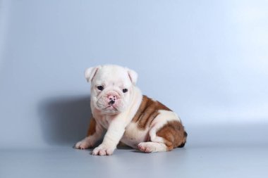 2 ay safkan İngiliz Bulldog köpek yavrusu gri ekran üzerinde