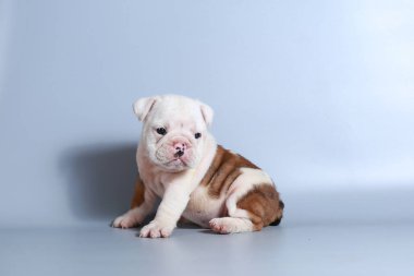 2 ay safkan İngiliz Bulldog köpek yavrusu gri ekran üzerinde