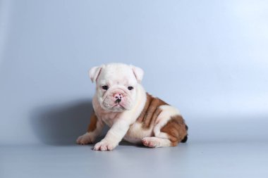 2 ay safkan İngiliz Bulldog köpek yavrusu gri ekran üzerinde