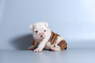 2 ay safkan İngiliz Bulldog köpek yavrusu gri ekran üzerinde