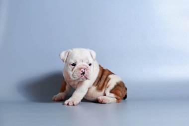 2 ay safkan İngiliz Bulldog köpek yavrusu gri ekran üzerinde
