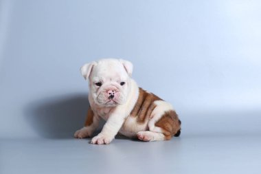 2 ay safkan İngiliz Bulldog köpek yavrusu gri ekran üzerinde