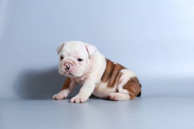 2 ay safkan İngiliz Bulldog köpek yavrusu gri ekran üzerinde