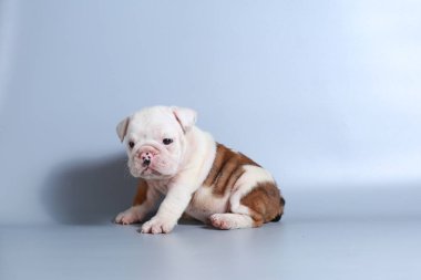 2 ay safkan İngiliz Bulldog köpek yavrusu gri ekran üzerinde