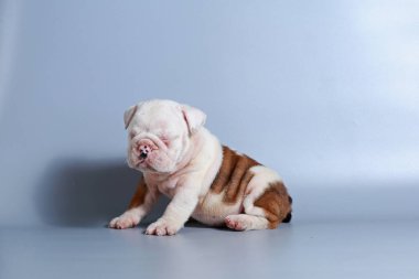 2 ay safkan İngiliz Bulldog köpek yavrusu gri ekran üzerinde
