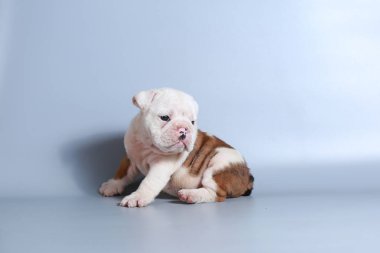 2 ay safkan İngiliz Bulldog köpek yavrusu gri ekran üzerinde