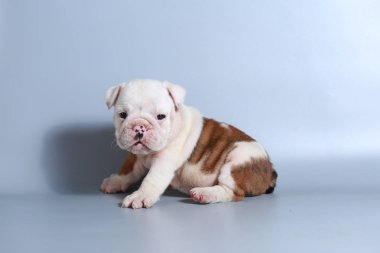 2 ay safkan İngiliz Bulldog köpek yavrusu gri ekran üzerinde