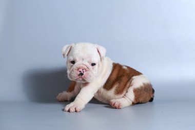 2 ay safkan İngiliz Bulldog köpek yavrusu gri ekran üzerinde