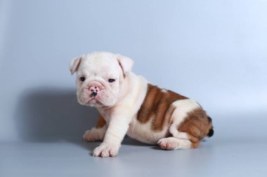 2 ay safkan İngiliz Bulldog köpek yavrusu gri ekran üzerinde