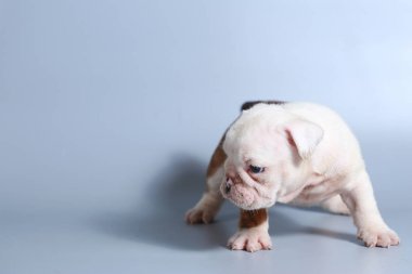 2 ay safkan İngiliz Bulldog köpek yavrusu gri ekran üzerinde