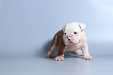 2 ay safkan İngiliz Bulldog köpek yavrusu gri ekran üzerinde