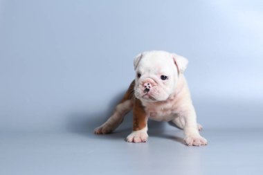 2 ay safkan İngiliz Bulldog köpek yavrusu gri ekran üzerinde