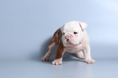 2 ay safkan İngiliz Bulldog köpek yavrusu gri ekran üzerinde