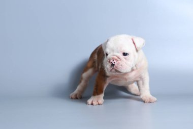 2 ay safkan İngiliz Bulldog köpek yavrusu gri ekran üzerinde
