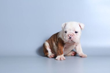 2 ay safkan İngiliz Bulldog köpek yavrusu gri ekran üzerinde