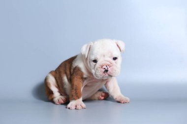 2 ay safkan İngiliz Bulldog köpek yavrusu gri ekran üzerinde