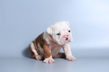 2 ay safkan İngiliz Bulldog köpek yavrusu gri ekran üzerinde