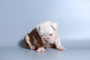 2 ay safkan İngiliz Bulldog köpek yavrusu gri ekran üzerinde
