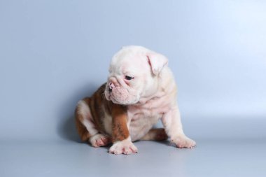 2 ay safkan İngiliz Bulldog köpek yavrusu gri ekran üzerinde