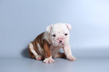 2 ay safkan İngiliz Bulldog köpek yavrusu gri ekran üzerinde
