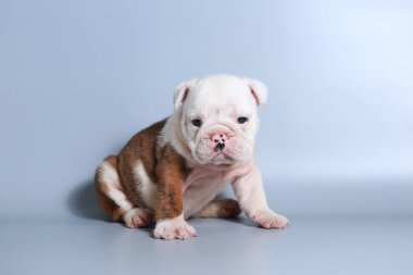 2 ay safkan İngiliz Bulldog köpek yavrusu gri ekran üzerinde