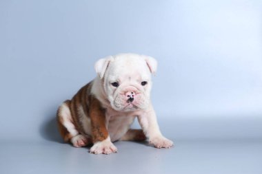 2 ay safkan İngiliz Bulldog köpek yavrusu gri ekran üzerinde