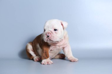 2 ay safkan İngiliz Bulldog köpek yavrusu gri ekran üzerinde