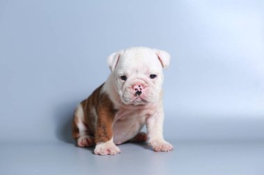 2 ay safkan İngiliz Bulldog köpek yavrusu gri ekran üzerinde