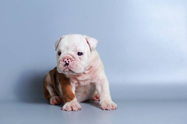 2 ay safkan İngiliz Bulldog köpek yavrusu gri ekran üzerinde