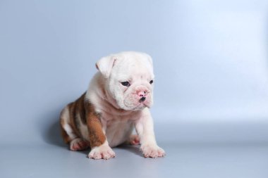 2 ay safkan İngiliz Bulldog köpek yavrusu gri ekran üzerinde